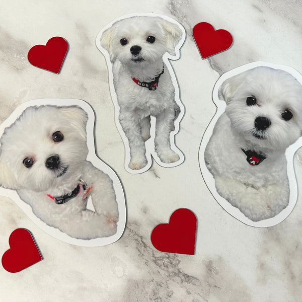 Custom heart-shaped pet photo magnets with white dog – personalized gift idea